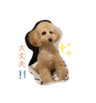 愛犬プリンの日常的に使えるスタンプ2（個別スタンプ：8）