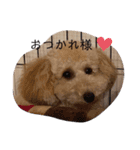 愛犬プリンの日常的に使えるスタンプ2（個別スタンプ：9）