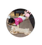 愛犬プリンの日常的に使えるスタンプ2（個別スタンプ：12）