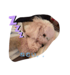 愛犬プリンの日常的に使えるスタンプ2（個別スタンプ：14）