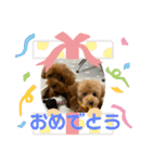 すごく使えるワン（個別スタンプ：2）
