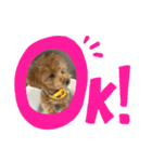 すごく使えるワン（個別スタンプ：3）