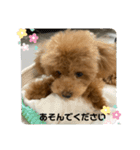 すごく使えるワン（個別スタンプ：15）