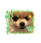 ポメラニアンのリキちゃんスタンプ（個別スタンプ：1）