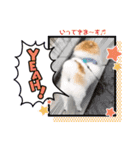 ポメラニアンのリキちゃんスタンプ（個別スタンプ：2）