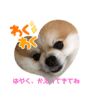 ポメラニアンのリキちゃんスタンプ（個別スタンプ：3）