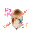 ポメラニアンのリキちゃんスタンプ（個別スタンプ：4）