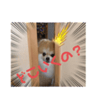 ポメラニアンのリキちゃんスタンプ（個別スタンプ：5）