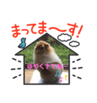 ポメラニアンのリキちゃんスタンプ（個別スタンプ：7）