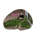 動物スタンプなんだし（個別スタンプ：2）