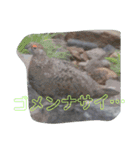 動物スタンプなんだし（個別スタンプ：13）
