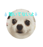 チワワのこたスタンプ3（個別スタンプ：6）