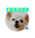 チワワのこたスタンプ3（個別スタンプ：7）