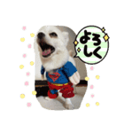 チワワのこたスタンプ3（個別スタンプ：10）