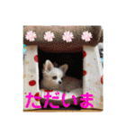 チワワのこたスタンプ3（個別スタンプ：17）