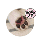 チワワのこたスタンプ3（個別スタンプ：22）