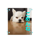 チワワのこたスタンプ3（個別スタンプ：26）
