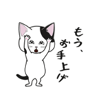 にゃんちょこりん【白黒ブチ猫】（個別スタンプ：24）