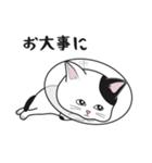 にゃんちょこりん【白黒ブチ猫】（個別スタンプ：30）