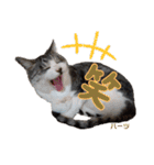 ハーツシェルター保護猫支援 第2弾（個別スタンプ：1）