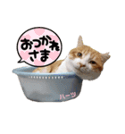 ハーツシェルター保護猫支援 第2弾（個別スタンプ：2）