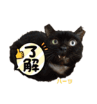 ハーツシェルター保護猫支援 第2弾（個別スタンプ：3）