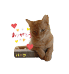 ハーツシェルター保護猫支援 第2弾（個別スタンプ：4）