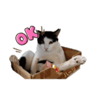 ハーツシェルター保護猫支援 第2弾（個別スタンプ：5）