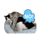 ハーツシェルター保護猫支援 第2弾（個別スタンプ：7）