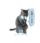 ハーツシェルター保護猫支援 第2弾（個別スタンプ：8）