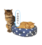 ハーツシェルター保護猫支援 第2弾（個別スタンプ：9）