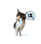 ハーツシェルター保護猫支援 第2弾（個別スタンプ：10）