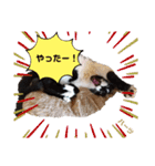 ハーツシェルター保護猫支援 第2弾（個別スタンプ：12）