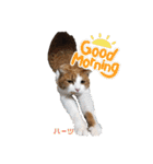 ハーツシェルター保護猫支援 第2弾（個別スタンプ：14）