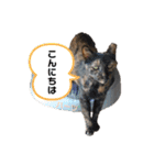 ハーツシェルター保護猫支援 第2弾（個別スタンプ：15）