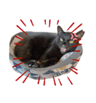 ハーツシェルター保護猫支援 第2弾（個別スタンプ：17）