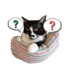 ハーツシェルター保護猫支援 第2弾（個別スタンプ：19）