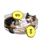 ハーツシェルター保護猫支援 第2弾（個別スタンプ：20）