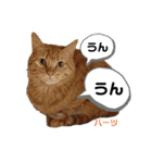 ハーツシェルター保護猫支援 第2弾（個別スタンプ：21）