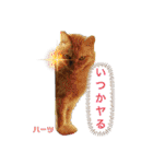 ハーツシェルター保護猫支援 第2弾（個別スタンプ：23）