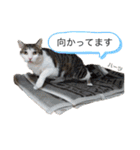 ハーツシェルター保護猫支援 第2弾（個別スタンプ：24）