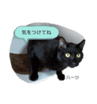 ハーツシェルター保護猫支援 第2弾（個別スタンプ：25）