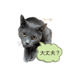 ハーツシェルター保護猫支援 第2弾（個別スタンプ：26）