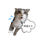 ハーツシェルター保護猫支援 第2弾（個別スタンプ：27）