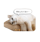 ハーツシェルター保護猫支援 第2弾（個別スタンプ：28）