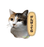 ハーツシェルター保護猫支援 第2弾（個別スタンプ：29）