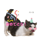 ハーツシェルター保護猫支援 第2弾（個別スタンプ：30）