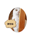 ハーツシェルター保護猫支援 第2弾（個別スタンプ：31）