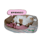 ハーツシェルター保護猫支援 第2弾（個別スタンプ：32）