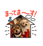 ミックス犬4兄弟のスタンプ 3（個別スタンプ：7）